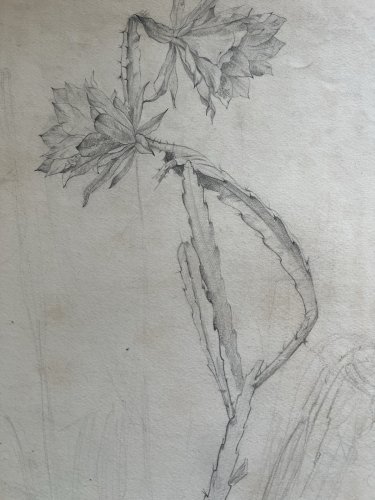 Dessin botanique XIXe cactus Epiphyllum crayon sur papier 52 cm Botanical Drawin
