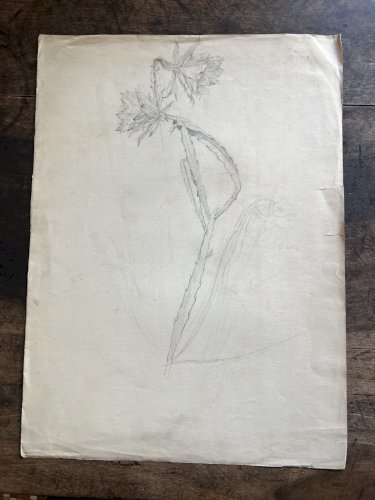 Dessin botanique XIXe cactus Epiphyllum crayon sur papier 52 cm Botanical Drawin