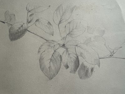Botanical drawing XIX study of plant pencil on antique paper