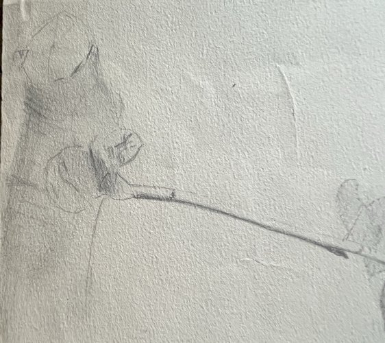 Dessin botanique XIXe étude de plante crayon sur papier antique botanical