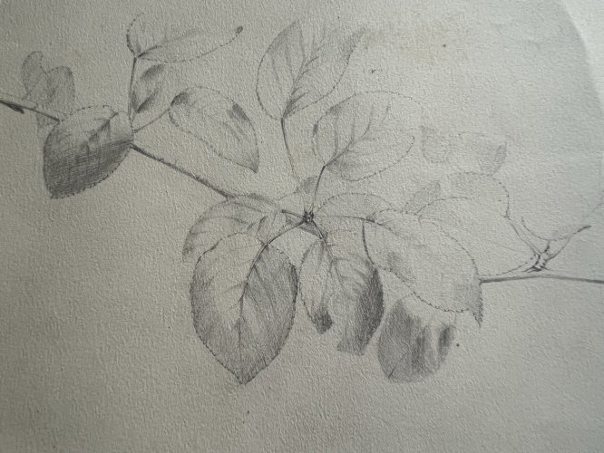 Dessin botanique XIXe étude de plante crayon sur papier antique botanical