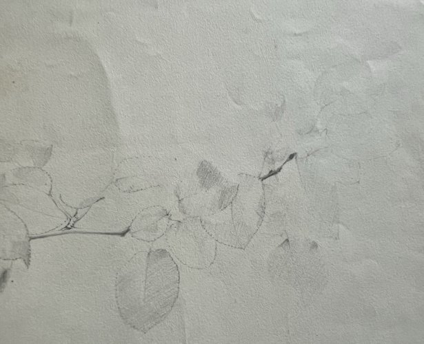 Dessin botanique XIXe étude de plante crayon sur papier antique botanical
