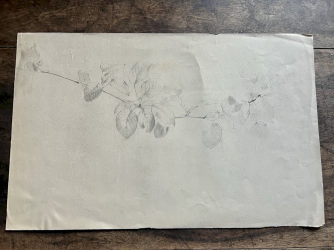 Dessin botanique XIXe étude de plante crayon sur papier antique botanical