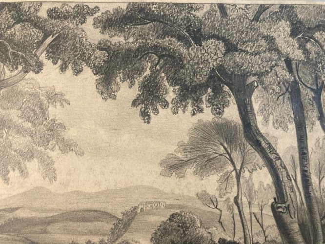 Dessin Crayon 19e à identifier Forêt Arbre Chêne Ancien Maître Art