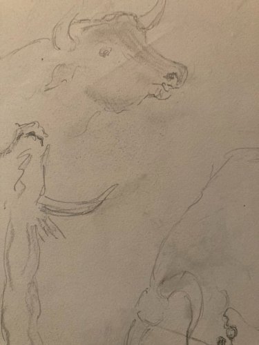 Dessin Crayon noir Vache art Corrida Tauromachie 1960 Animal Taureau Drawing Old
