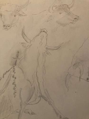 Dessin Crayon noir Vache art Corrida Tauromachie 1960 Animal Taureau Drawing Old