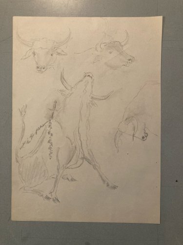 Dessin Crayon noir Vache art Corrida Tauromachie 1960 Animal Taureau Drawing Old