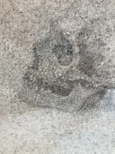 Dessin Crayon Papier Crâne Vanité Squelette Bouesse? Claude De Muzac