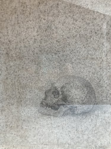 Dessin Crayon Papier Crâne Vanité Squelette Bouesse? Claude De Muzac