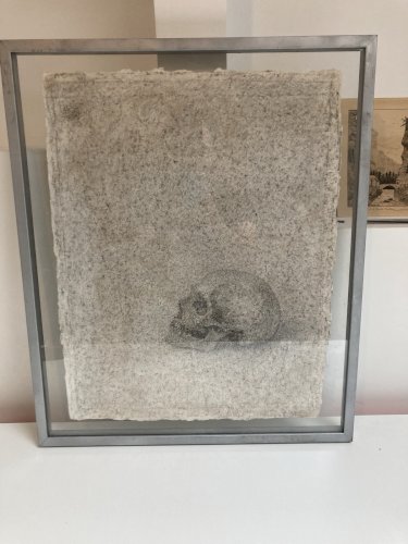 Dessin Crayon Papier Crâne Vanité Squelette Bouesse? Claude De Muzac