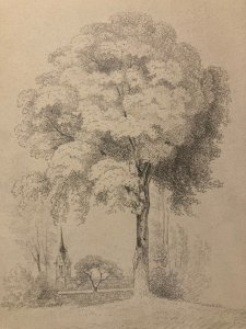 Dessin Crayon Papier XIXe Arbre Art A Identifier Ancien Branche Nature 1900
