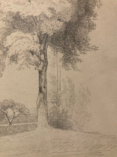 Dessin Crayon Papier XIXe Arbre Art A Identifier Ancien Branche Nature 1900