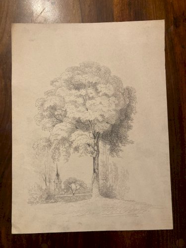 Dessin Crayon Papier XIXe Arbre Art A Identifier Ancien Branche Nature 1900