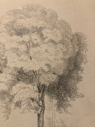 Dessin Crayon Papier XIXe Arbre Art A Identifier Ancien Branche Nature 1900