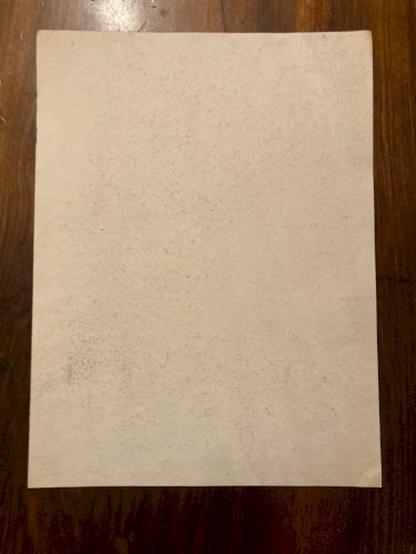 Dessin Crayon Papier XIXe Arbre Art A Identifier Ancien Branche Nature 1900