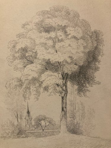Dessin Crayon Papier XIXe Arbre Art A Identifier Ancien Branche Nature 1900