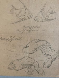 Dessin Crayon Poisson Japonais Amazone 1920 A Identifier pêche Art Deco
