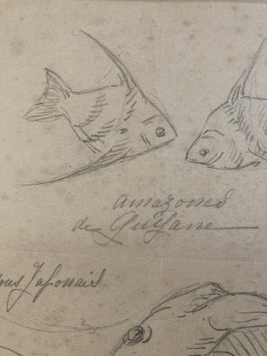 Dessin Crayon Poisson Japonais Amazone 1920 A Identifier pêche Art Deco