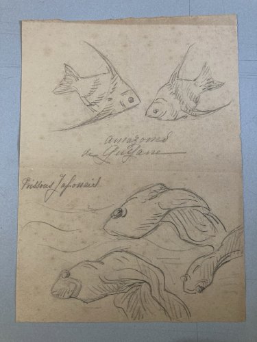 Dessin Crayon Poisson Japonais Amazone 1920 A Identifier pêche Art Deco