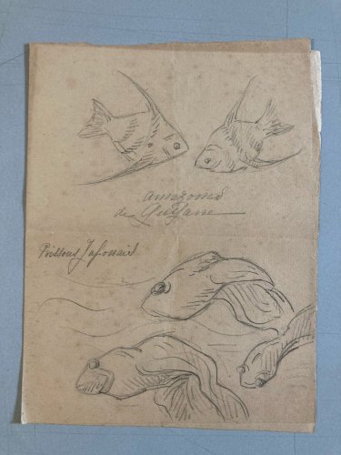 Dessin Crayon Poisson Japonais Amazone 1920 A Identifier pêche Art Deco