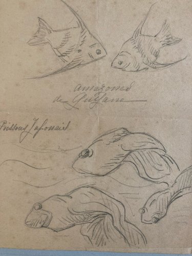 Dessin Crayon Poisson Japonais Amazone 1920 A Identifier pêche Art Deco