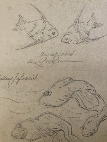 Dessin Crayon Poisson Japonais Amazone 1920 A Identifier pêche Art Deco