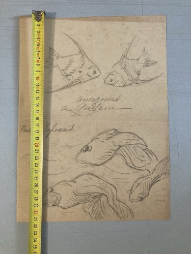 Dessin Crayon Poisson Japonais Amazone 1920 A Identifier pêche Art Deco
