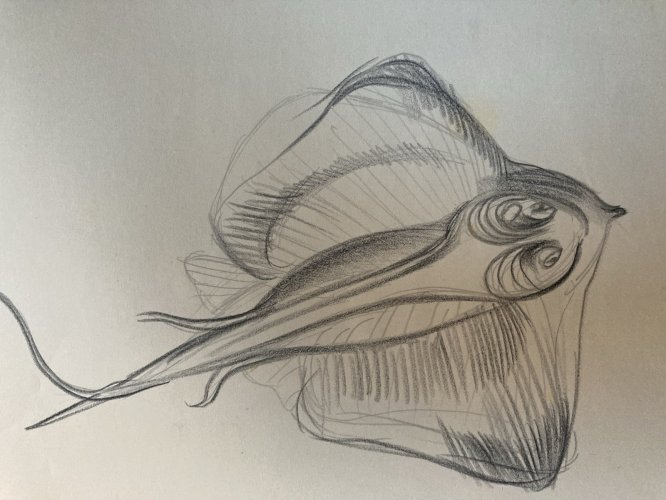 Dessin Crayon Poisson Raie Animal Animaux 1950 A Identifier pêche Art Deco