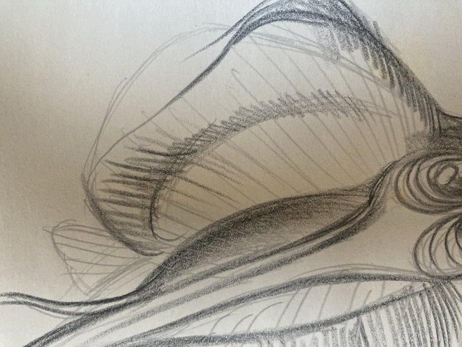 Dessin Crayon Poisson Raie Animal Animaux 1950 A Identifier pêche Art Deco