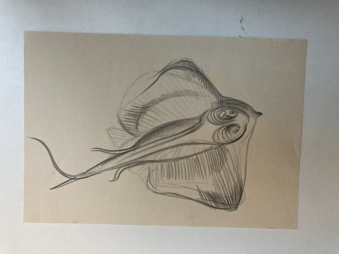 Dessin Crayon Poisson Raie Animal Animaux 1950 A Identifier pêche Art Deco