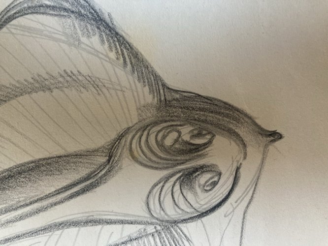 Dessin Crayon Poisson Raie Animal Animaux 1950 A Identifier pêche Art Deco