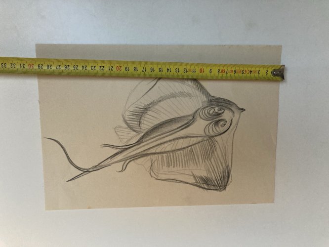 Dessin Crayon Poisson Raie Animal Animaux 1950 A Identifier pêche Art Deco