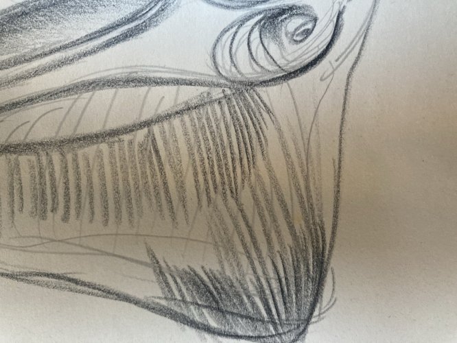 Dessin Crayon Poisson Raie Animal Animaux 1950 A Identifier pêche Art Deco