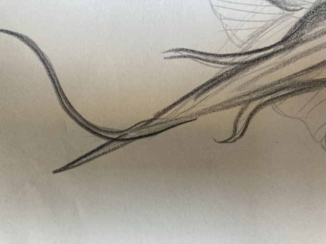 Dessin Crayon Poisson Raie Animal Animaux 1950 A Identifier pêche Art Deco