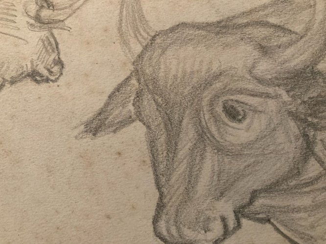 Dessin Crayon Vache art Corrida Tauromachie 1950 Animal Taureau Drawing Old XXe