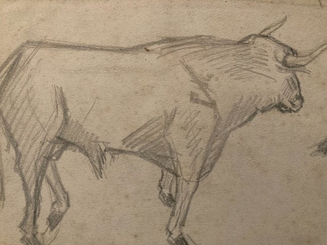Dessin Crayon Vache art Corrida Tauromachie 1950 Animal Taureau Drawing Old XXe