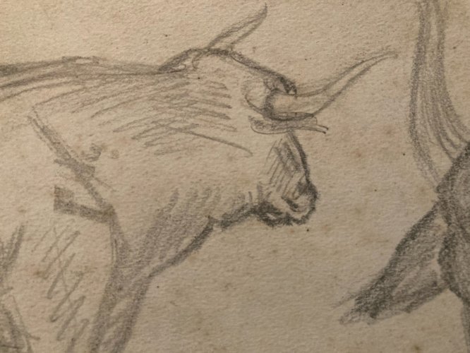 Dessin Crayon Vache art Corrida Tauromachie 1950 Animal Taureau Drawing Old XXe