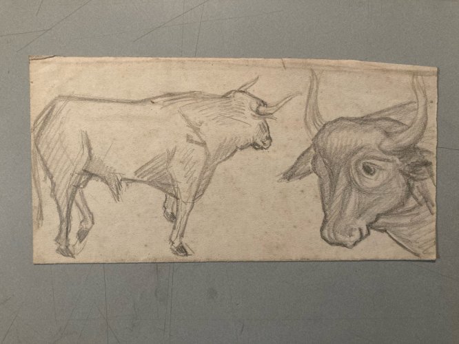 Dessin Crayon Vache art Corrida Tauromachie 1950 Animal Taureau Drawing Old XXe
