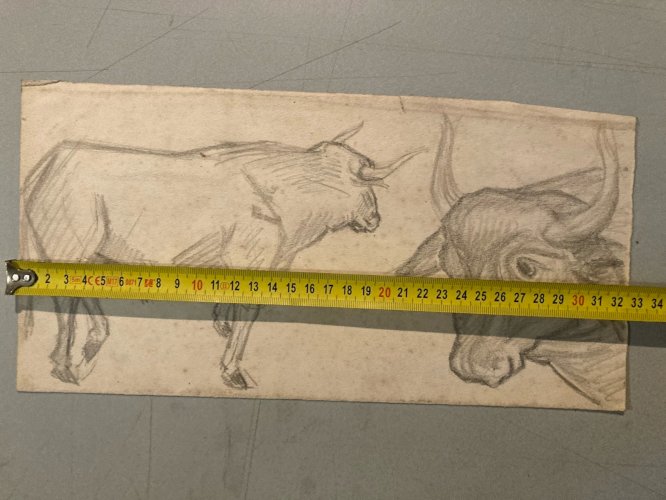 Dessin Crayon Vache art Corrida Tauromachie 1950 Animal Taureau Drawing Old XXe