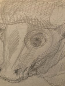 Dessin Crayon Vache art Corrida Tauromachie 1960 Animal Taureau Drawing Old XXe