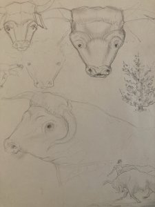 Dessin Crayon Vache art Corrida Tauromachie 1960 Animal Taureau Drawing Old XXe
