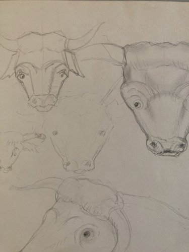 Dessin Crayon Vache art Corrida Tauromachie 1960 Animal Taureau Drawing Old XXe
