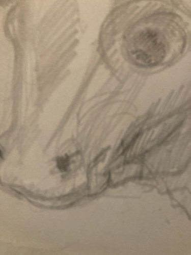 Dessin Crayon Vache art Corrida Tauromachie 1960 Animal Taureau Drawing Old XXe