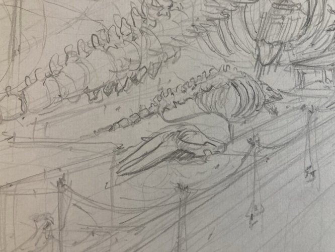 Dessin Dinosaure Musée D Histoire Naturelle Crayon 1970 A Identifier