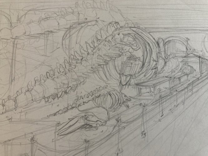 Dessin Dinosaure Musée D Histoire Naturelle Crayon 1970 A Identifier