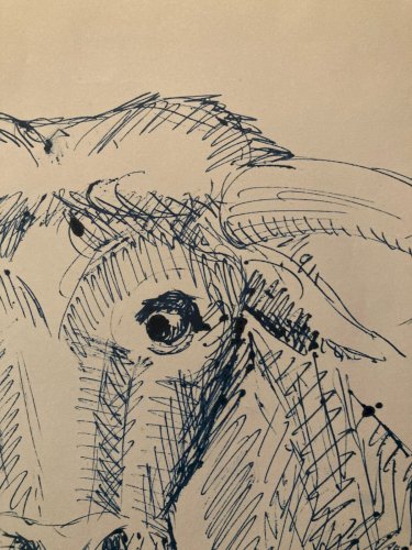 Dessin Encre Vache art Deco Corrida Tauromachie 1960 Animal Taureau Drawing Old