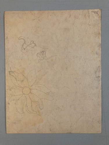 Dessin Fleur Ciseaux Crayon Couleur Plante Papier 1950 Ancien Art