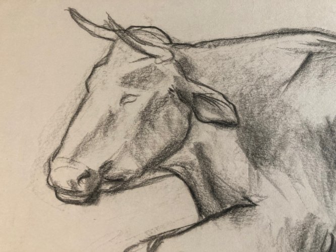 Dessin Fusain noir Vache art Deco A Identifier 1960 Animal Ferme Taureau