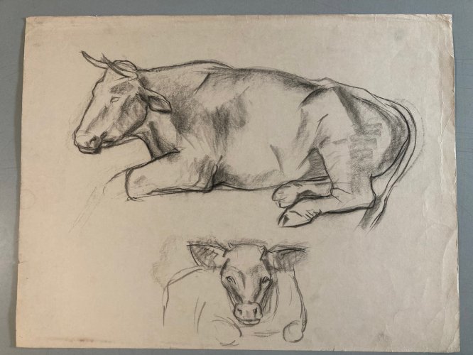 Dessin Fusain noir Vache art Deco A Identifier 1960 Animal Ferme Taureau