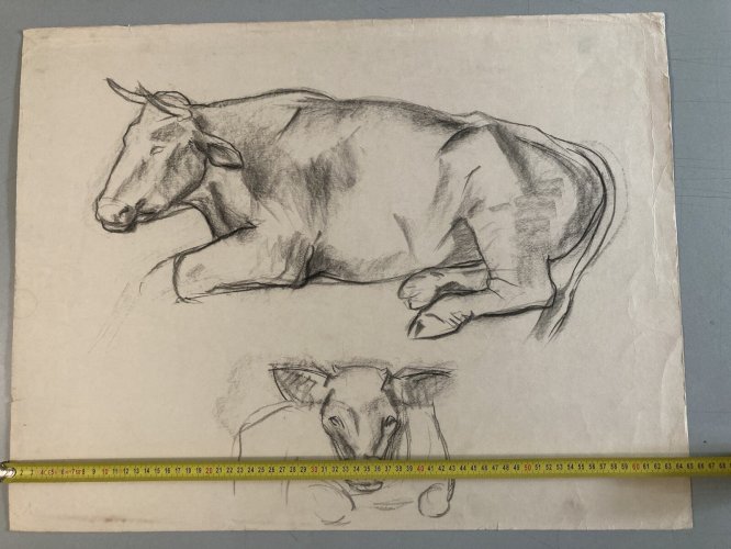 Dessin Fusain noir Vache art Deco A Identifier 1960 Animal Ferme Taureau
